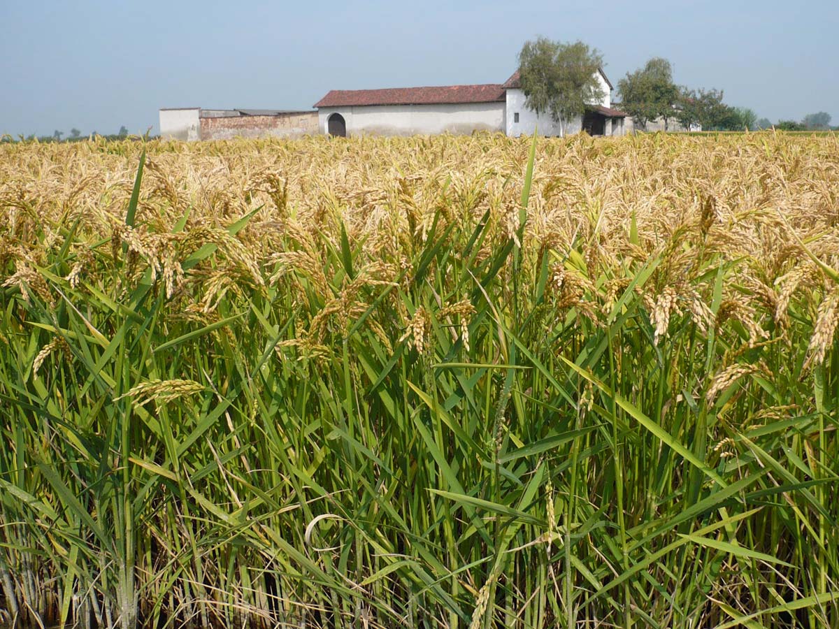 Riseria Re Carlo Home Autentico riso Vercellese di qualità 100